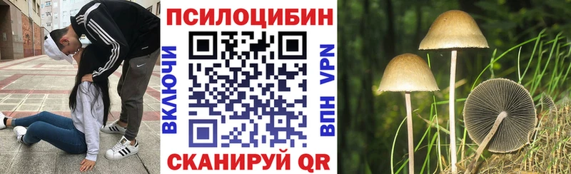 Купить  Дубовка  Галлюциногенные грибы Cubensis 